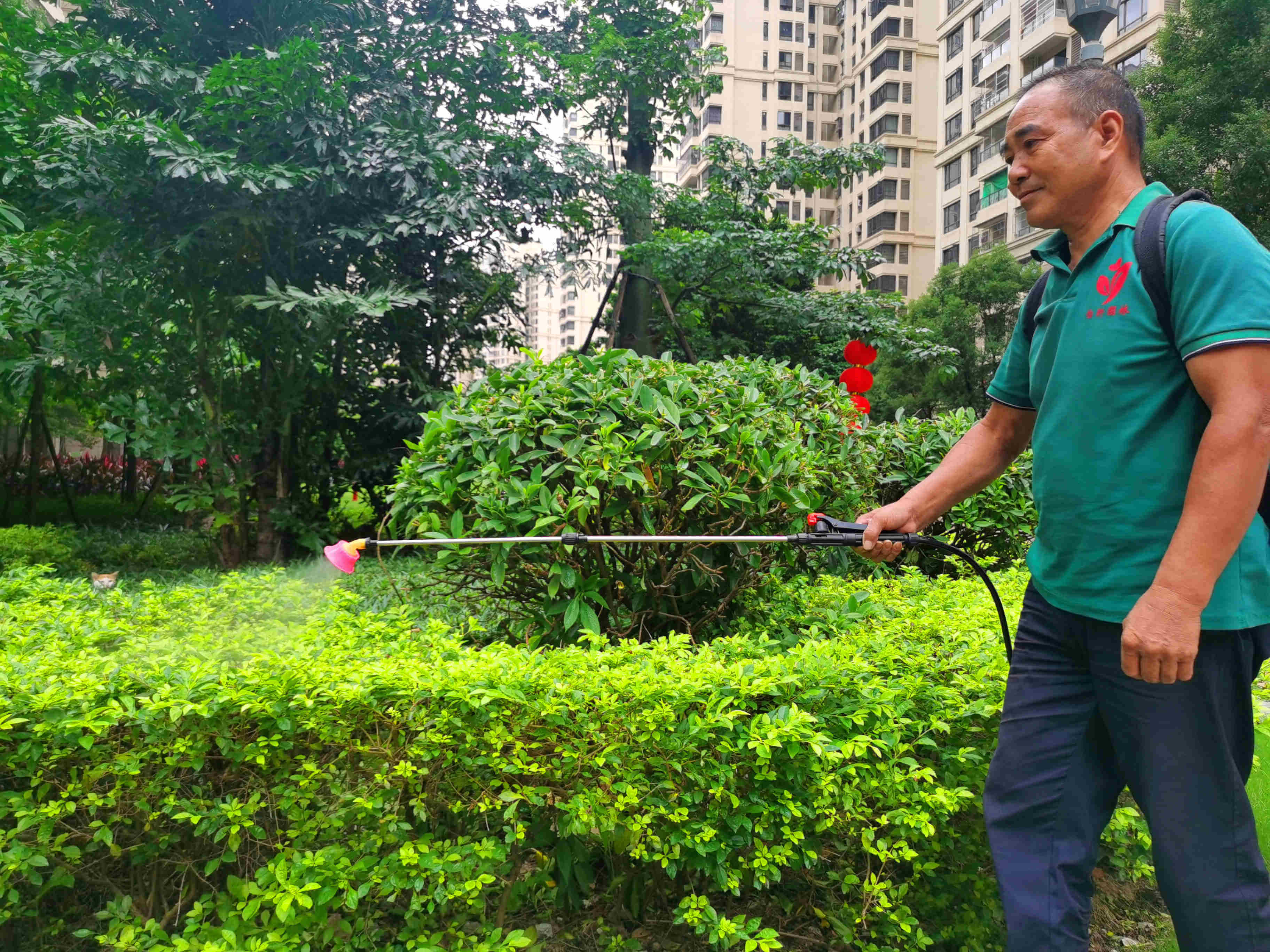 d88尊龙游戏大厅绿化工人在施肥喷药