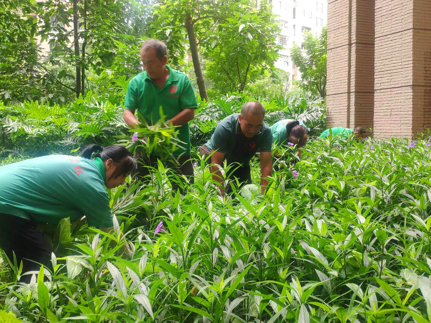 d88尊龙游戏大厅绿化公司工人正在整理绿化垃圾