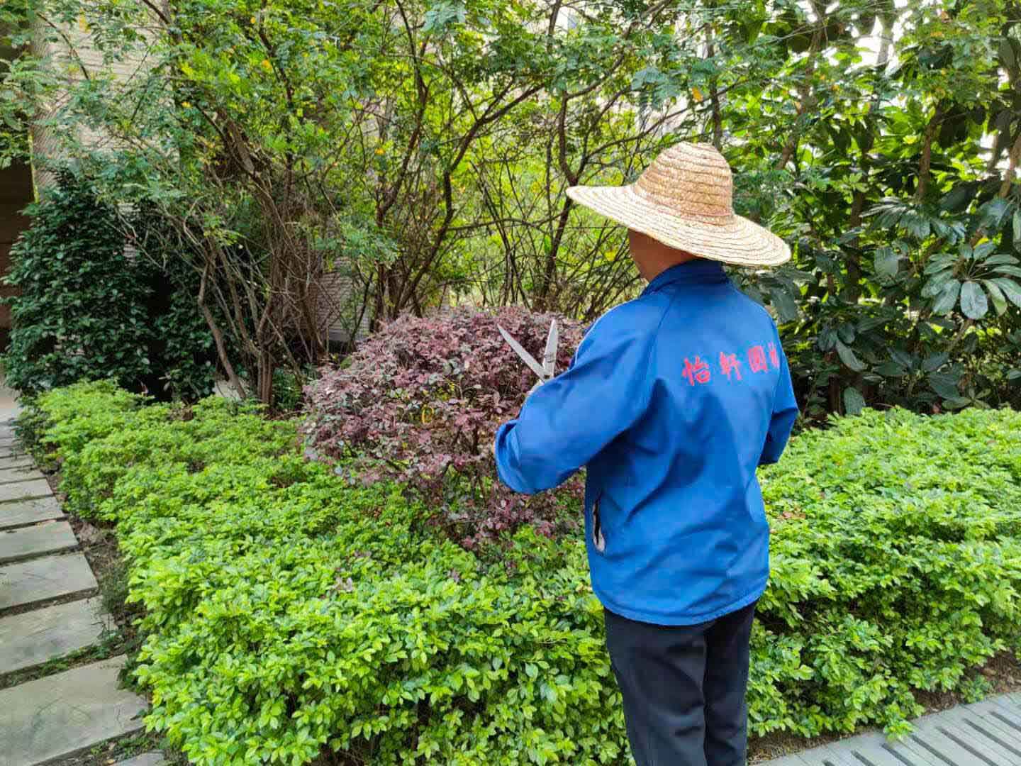 d88尊龙游戏大厅绿化公司对小区绿化举行修建