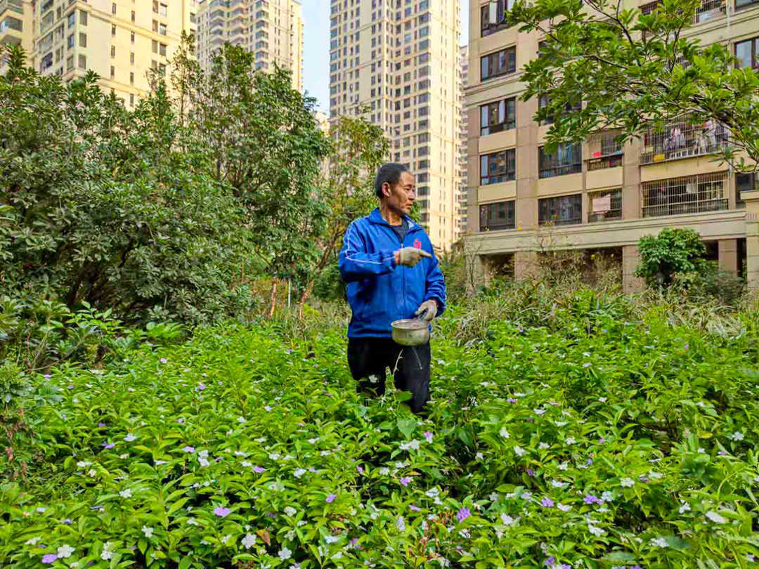 d88尊龙游戏大厅绿化工人正在施肥