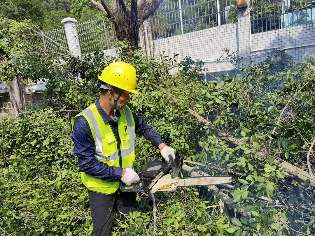 d88尊龙游戏大厅绿化公司工人的一样平常养护修剪事情