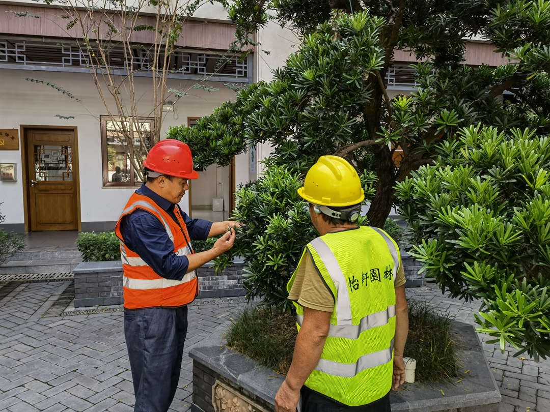 d88尊龙游戏大厅绿化公司李主管解说植物修剪知识