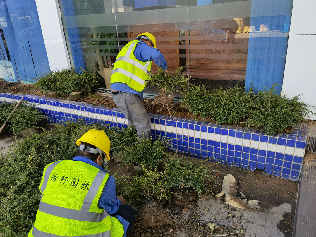 d88尊龙游戏大厅绿化公司施工莳植现场