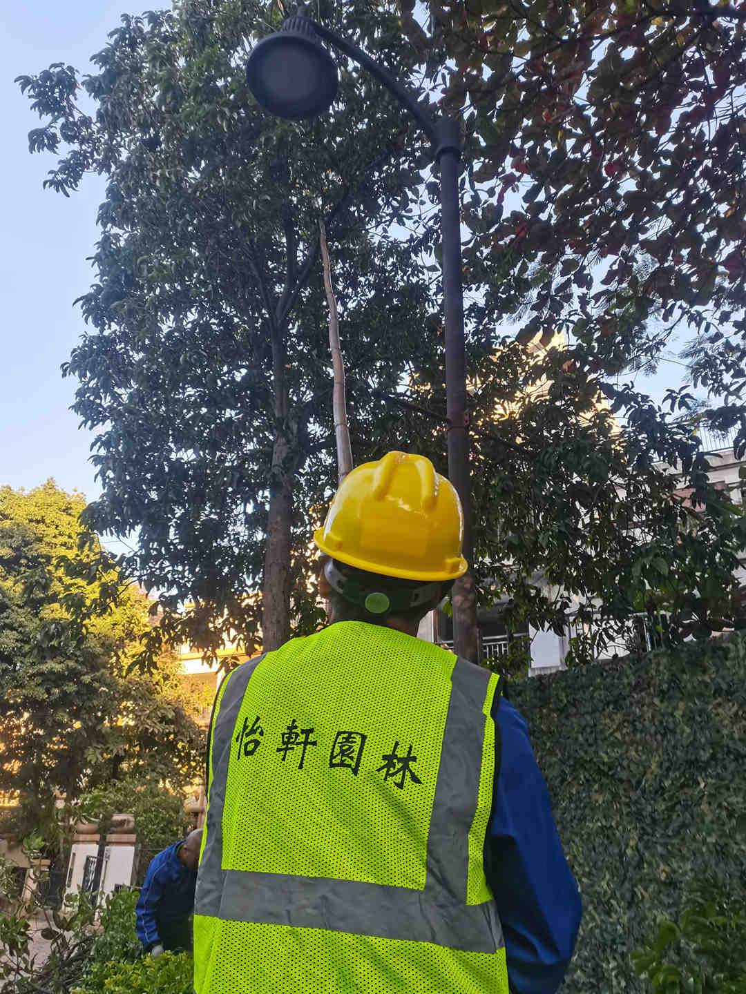 d88尊龙游戏大厅绿化公司工人对小区的大树举行修剪