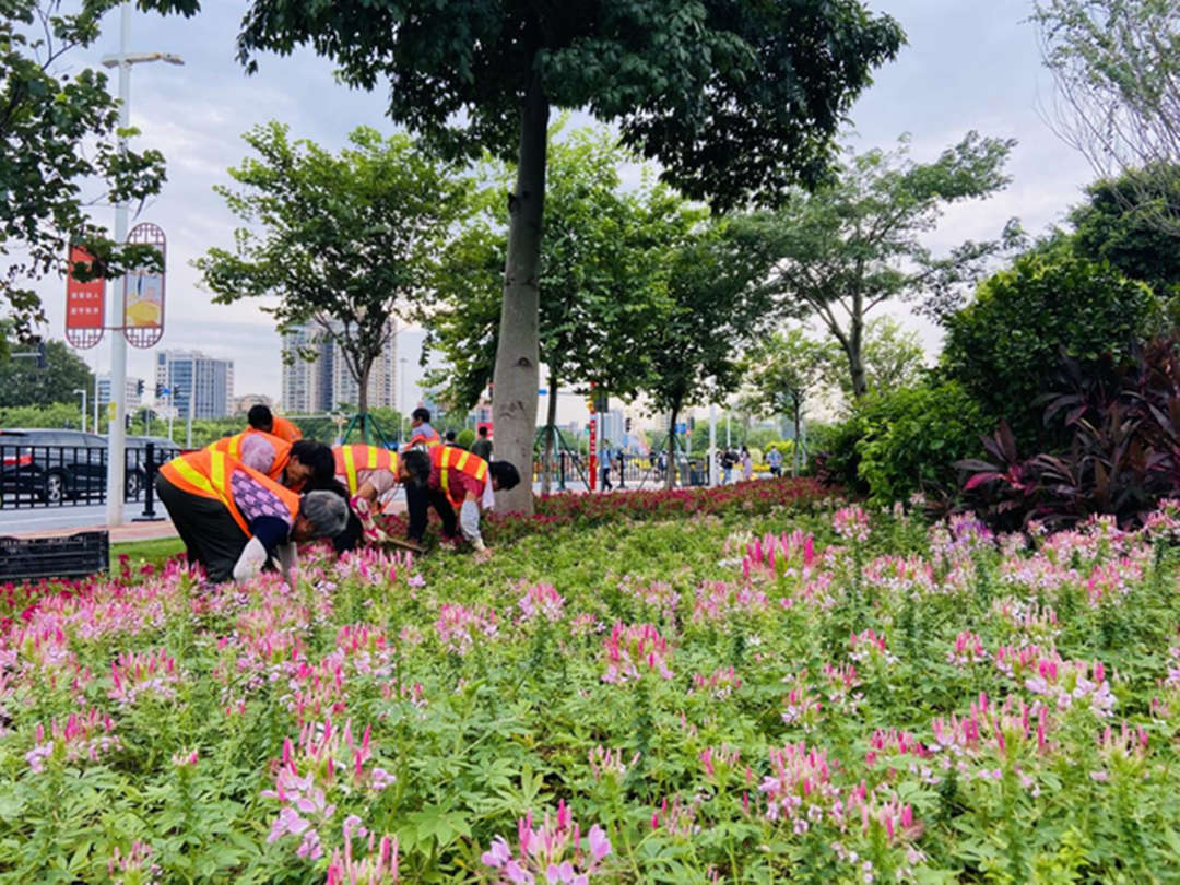 d88尊龙游戏大厅绿化公司工人们正在蹊径旁的绿地举行补栽补植