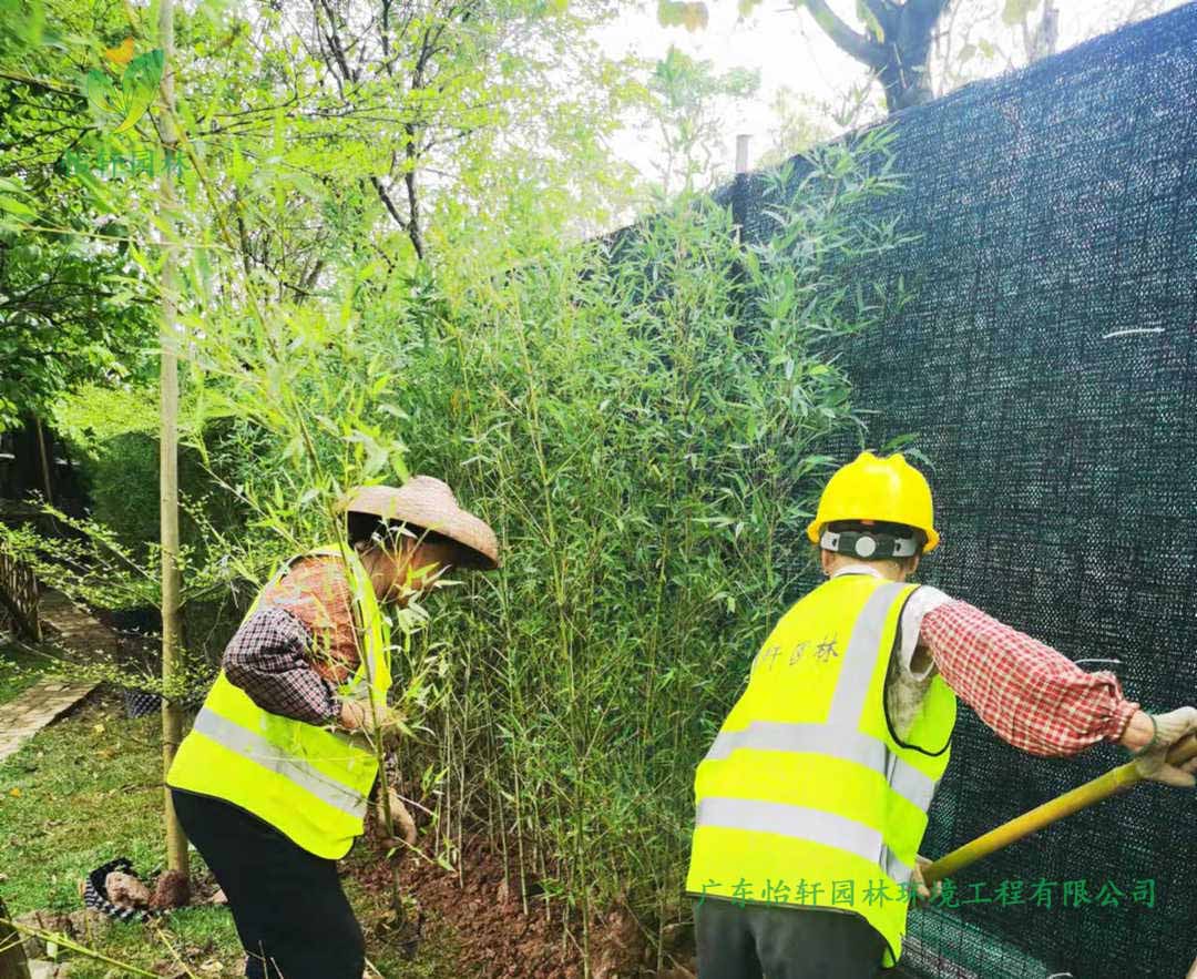 番禺露营基地绿化工程莳植现场