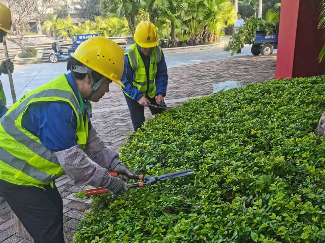 广东d88尊龙游戏大厅绿化公司工人修剪灌丛