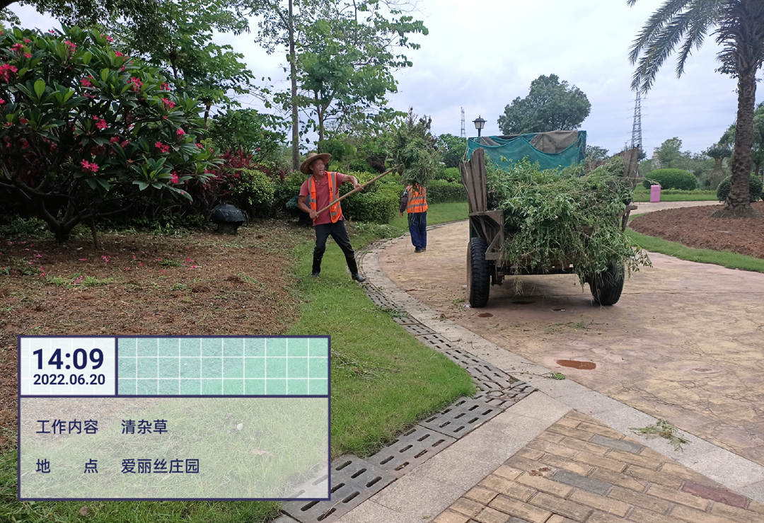 d88尊龙游戏大厅绿化公司工人正在清运杂草