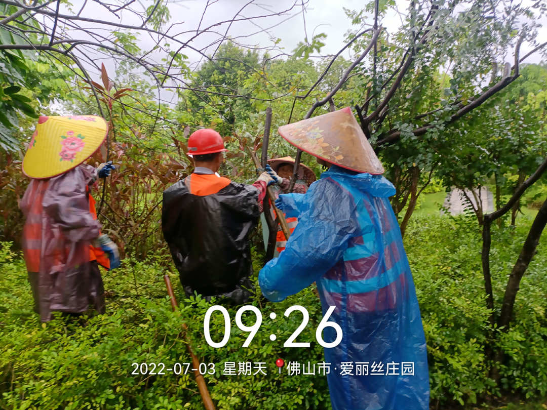 d88尊龙游戏大厅绿化公司工人正在加固树木