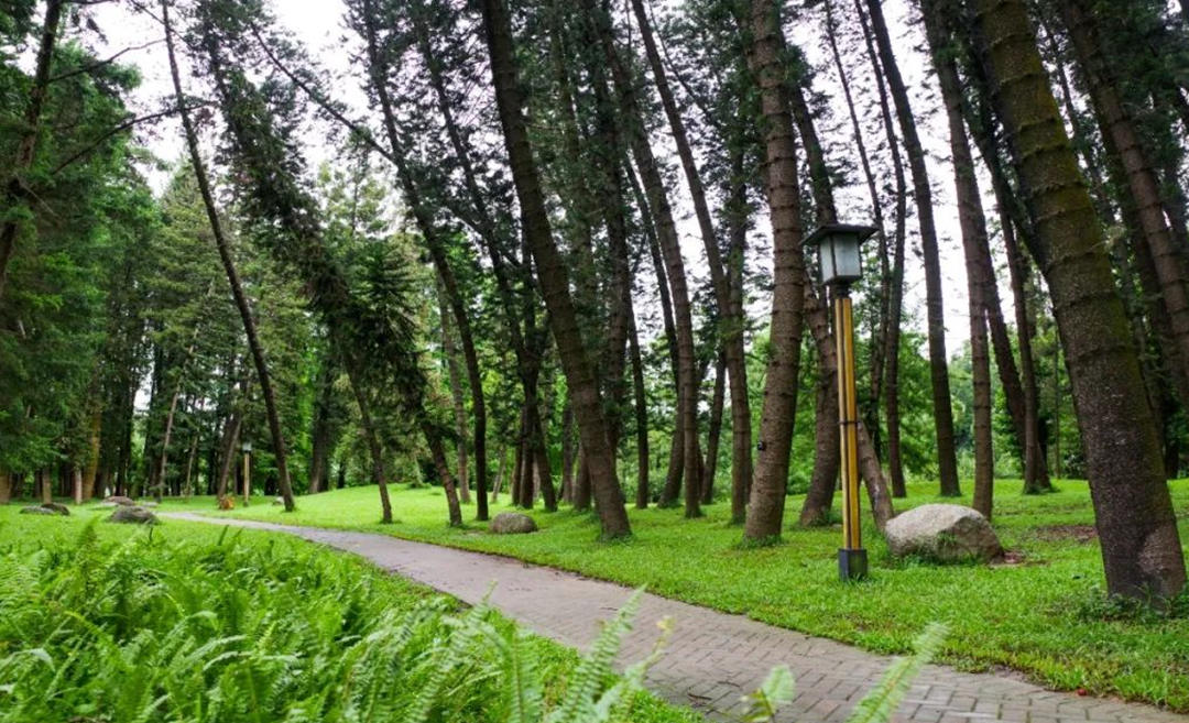 华南国家植物园孑遗植物区；平啵ㄗ栽刚撸┥