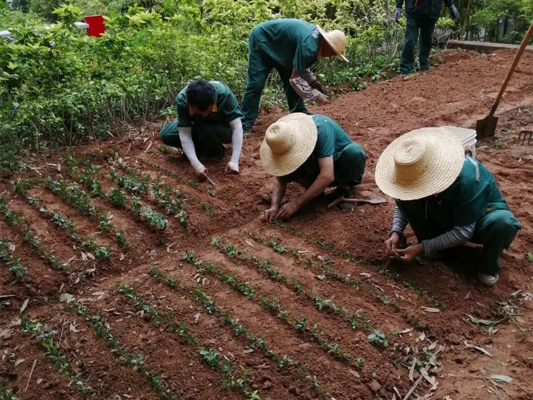 小区绿化养护补植