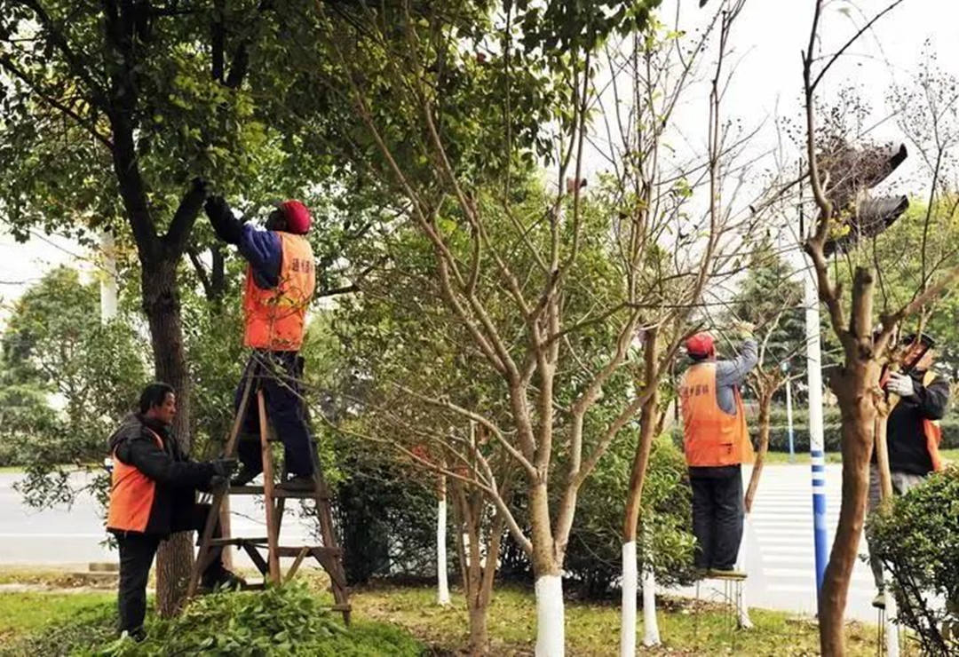 十仲春园林绿化养护苗木修剪